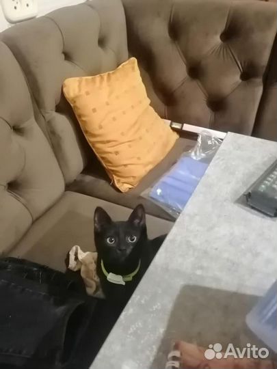 Котята бесплатно в добрые руки