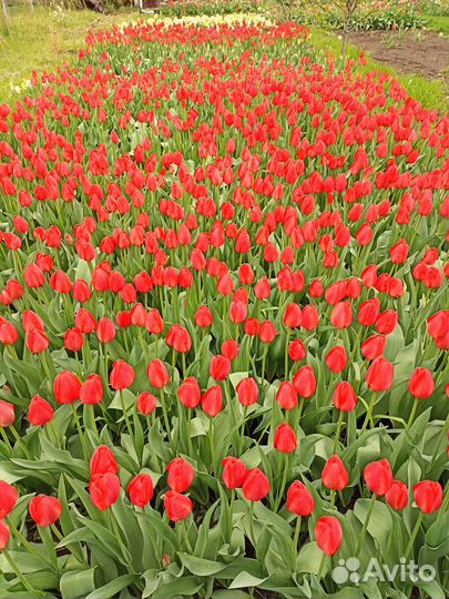 Луковицу тюльпанов продаю