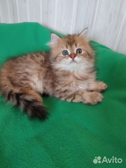 Британский длинношерстный золотой котик