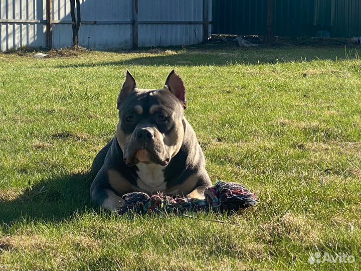 Американский булли классик вязка