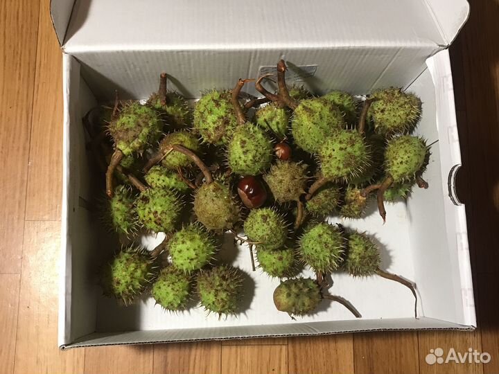 Свеже каштаны 2 кг сего здесь зимой появится многа