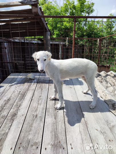 Русская псовая борзая щенки