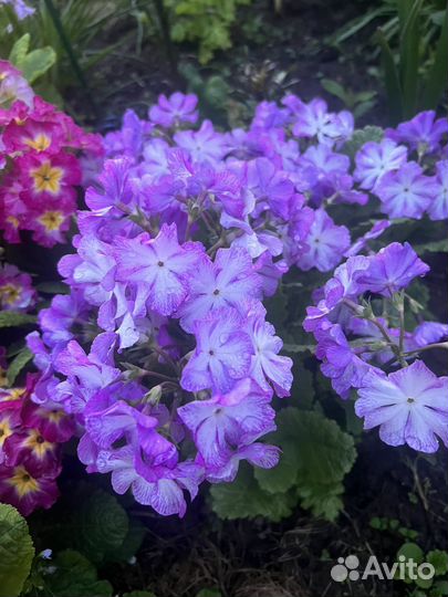 Неприхотливые многолетники для вашего сада