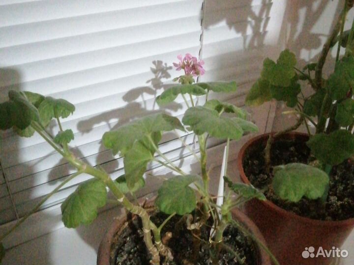 Комнатные растения цветы бесплатно