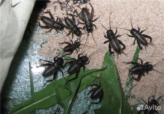 Кормовые насекомые сверчки, тараканы, зофобас