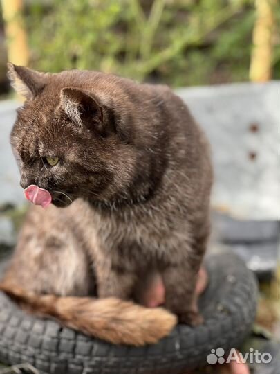 Котик в добрые руки бесплатно