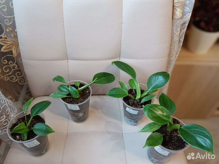 Филодендрон Грин Принцесс