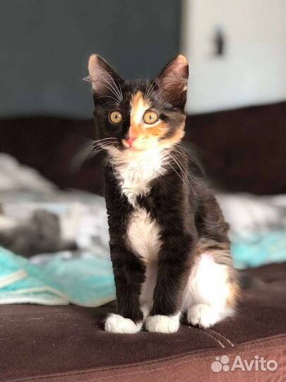 Милые котята в добрые руки