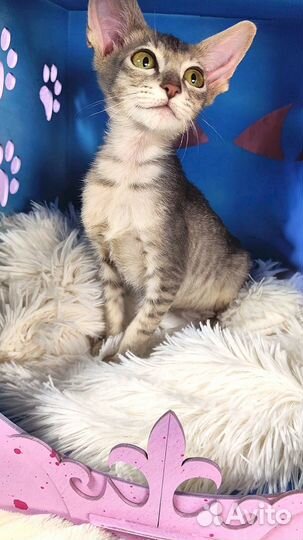 Ориентальные урчалки