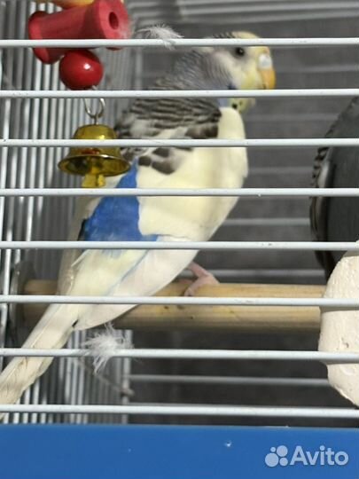 Попугаи пара волнистиков 1200