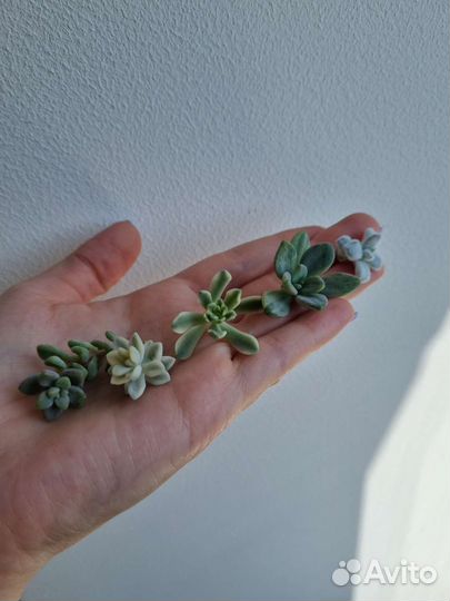 Суккуленты, набор суккулентов