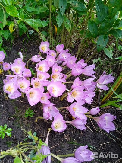 Безвременник (колхикум) луковицы