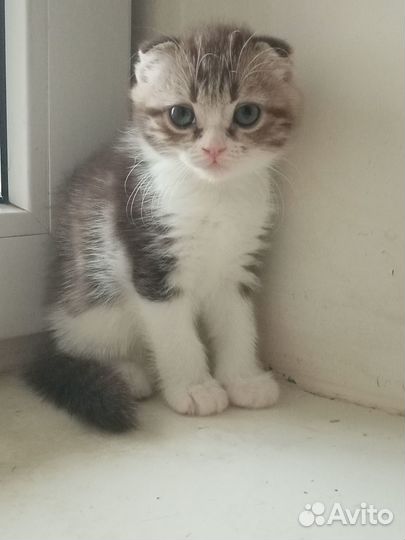 Шотландские котята