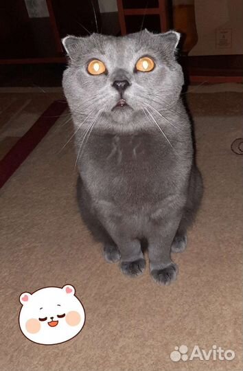 Передержка для животных