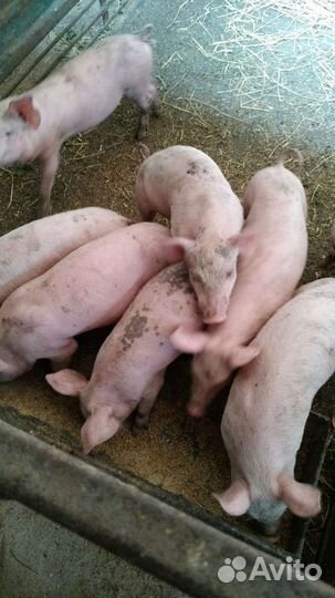 Поросята