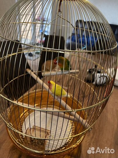 Попугай неразлучники