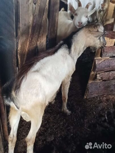 Козёл породистый