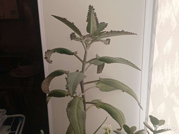 Каланхоэ лечебное