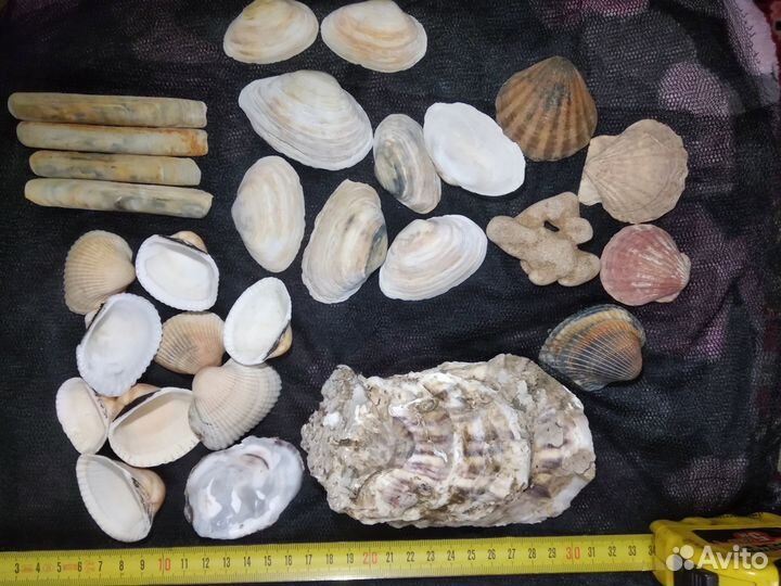 Набор морских ракушек. набор для творчества