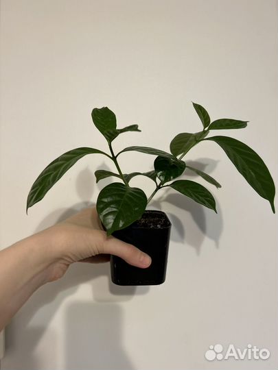 Табернемонтана