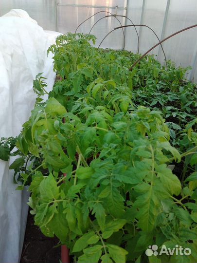 Рассада помидор