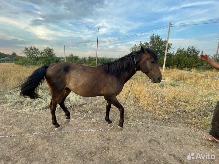 Продаю коня