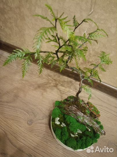 Бонсай. Подарок