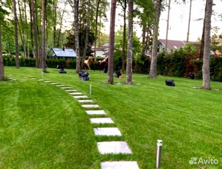 Рулонный газон