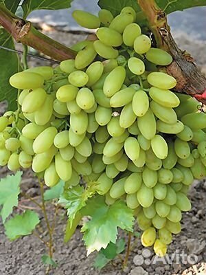 Саженцы Винограда Кишмиш Столетие доставка