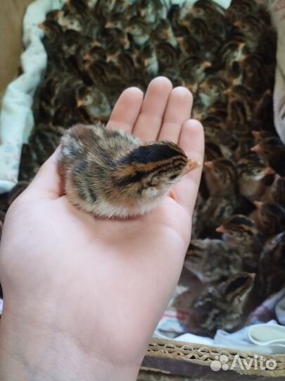 Цыплята цесарки