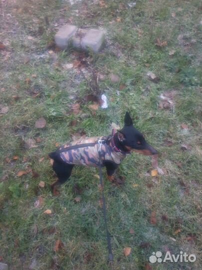 Передержка мелких собак