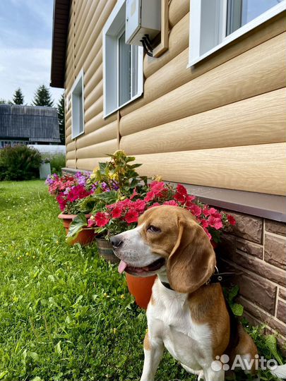 Вязка кобель Бигль