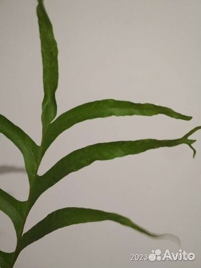 Папоротник Дринария вариегатная