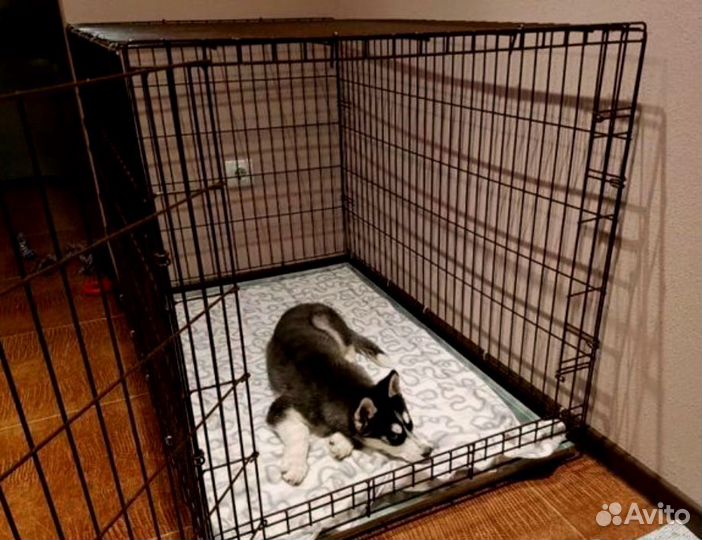 Клетка №6 для собак