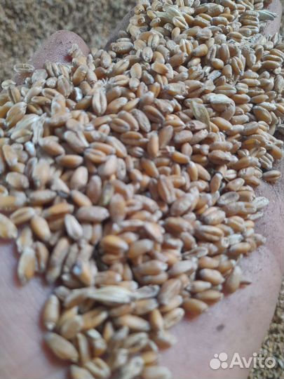 Корма для животных