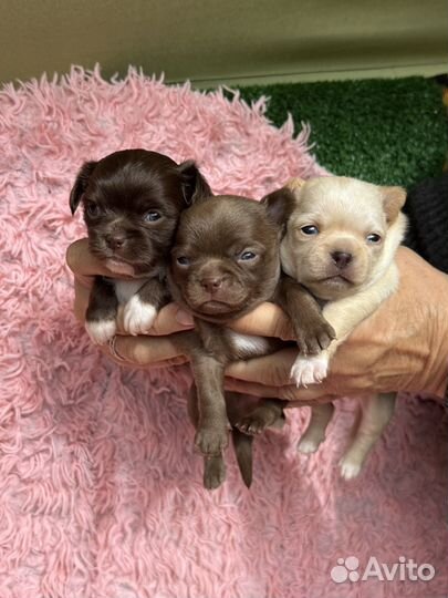 Мини чихуахуа