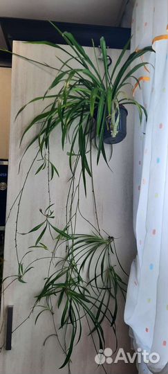 Хлорофитум 3 сорта