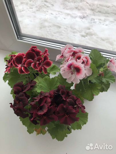 Коллекция королевской пеларгонии