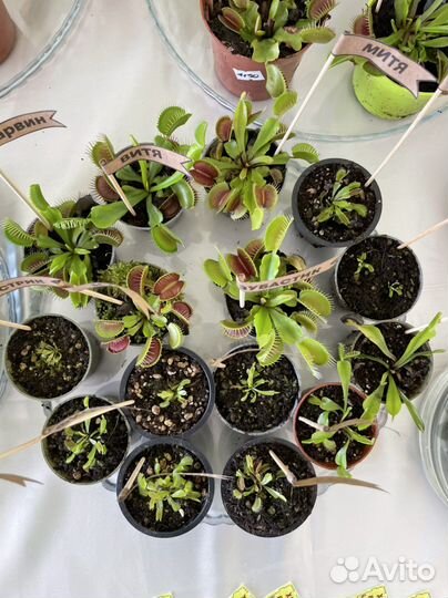 Хищные цветы