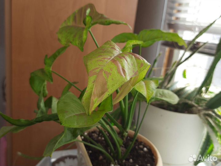 Хлорофитум, сингониум