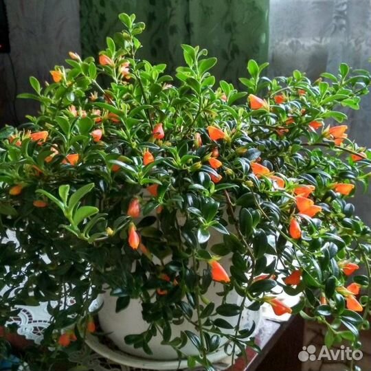 Гипоцирта (саженцы)