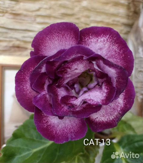 Глоксинии махровые клубни