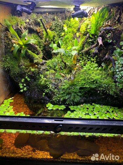 Аквариум,флорариум,террариум