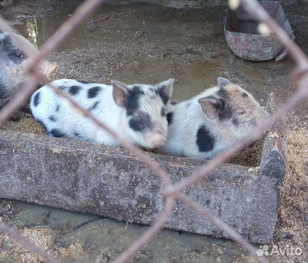 Вьетнамские поросята