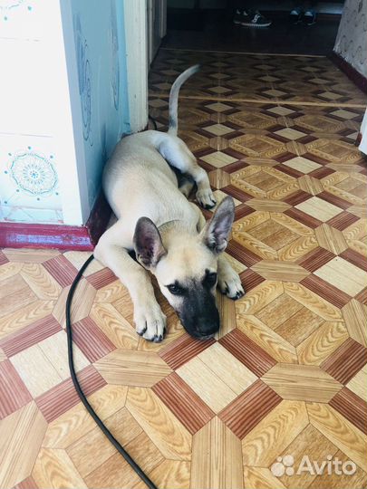 Мальчик в добрые руки