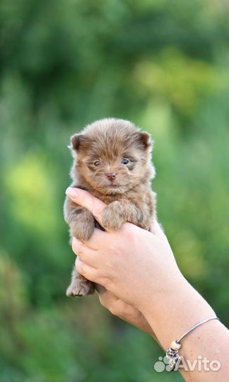 Шпиц-терьер шоколадный мерле