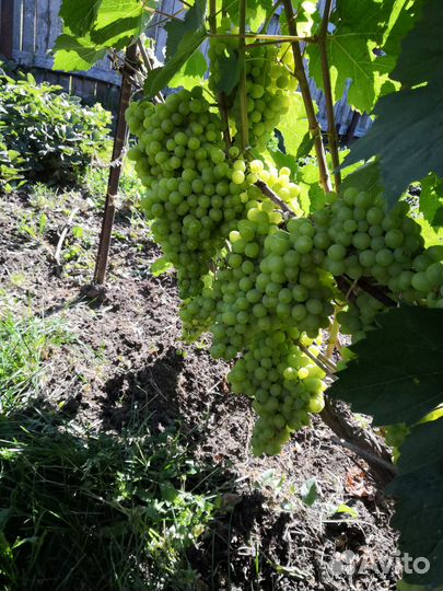 Черенки винограда