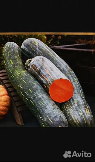 Тыква оптом