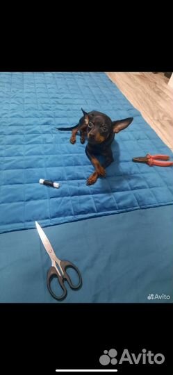 Мини той-терьер