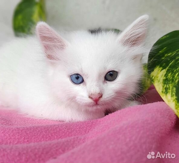 Разноглазая малышка хочет стать домашней